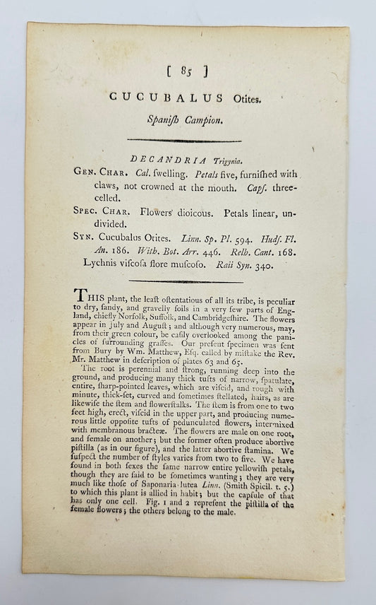 Antique Print - James Sowerby - Cucubalus Otites - Tassel Hyacinth - F1