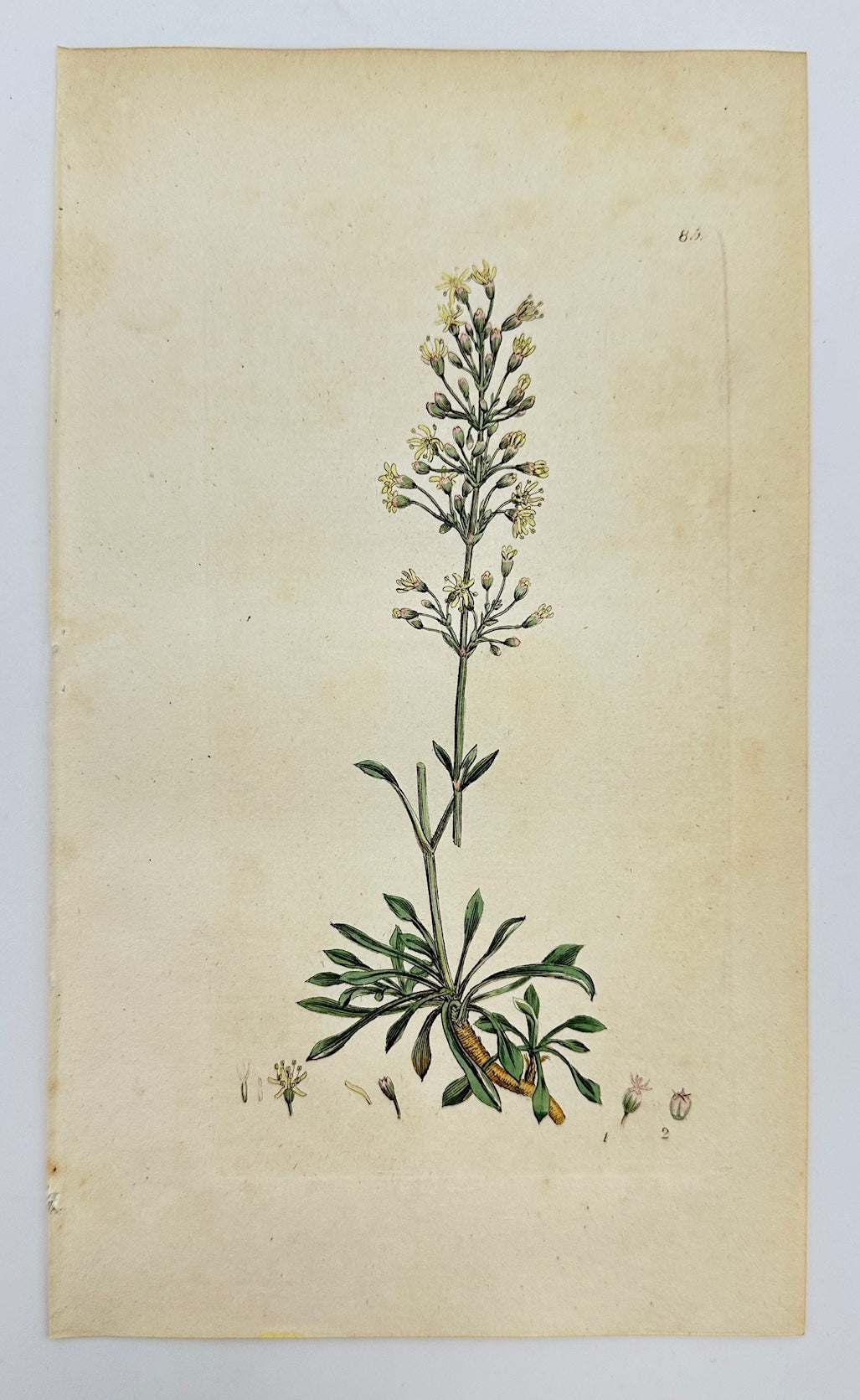 Antique Print - James Sowerby - Cucubalus Otites - Tassel Hyacinth - F1