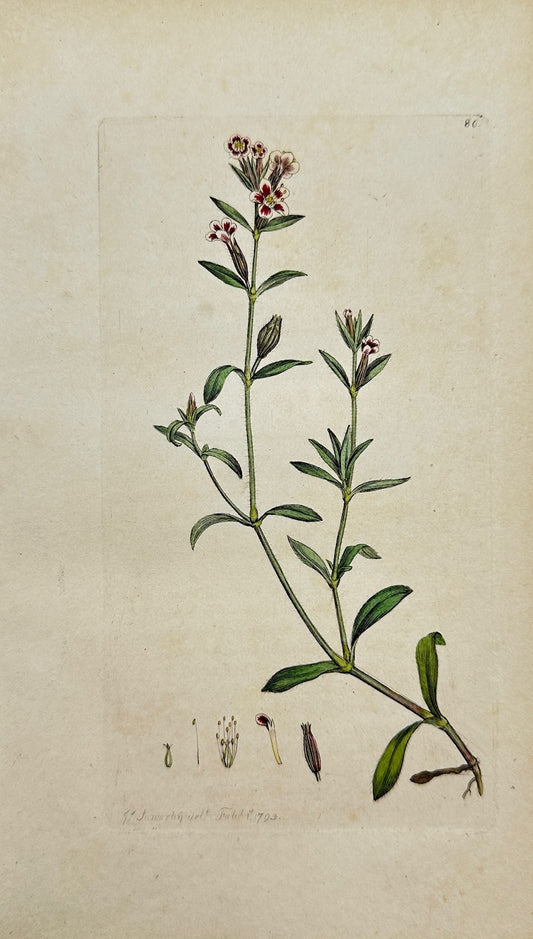 Antique Botanical Print - James Sowerby - Silene Quinquevulnera - Five-spot - F1
