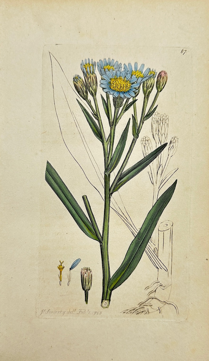 Antique Botanical Print - James Sowerby - Aster Tripolium - Sea Aster - F1