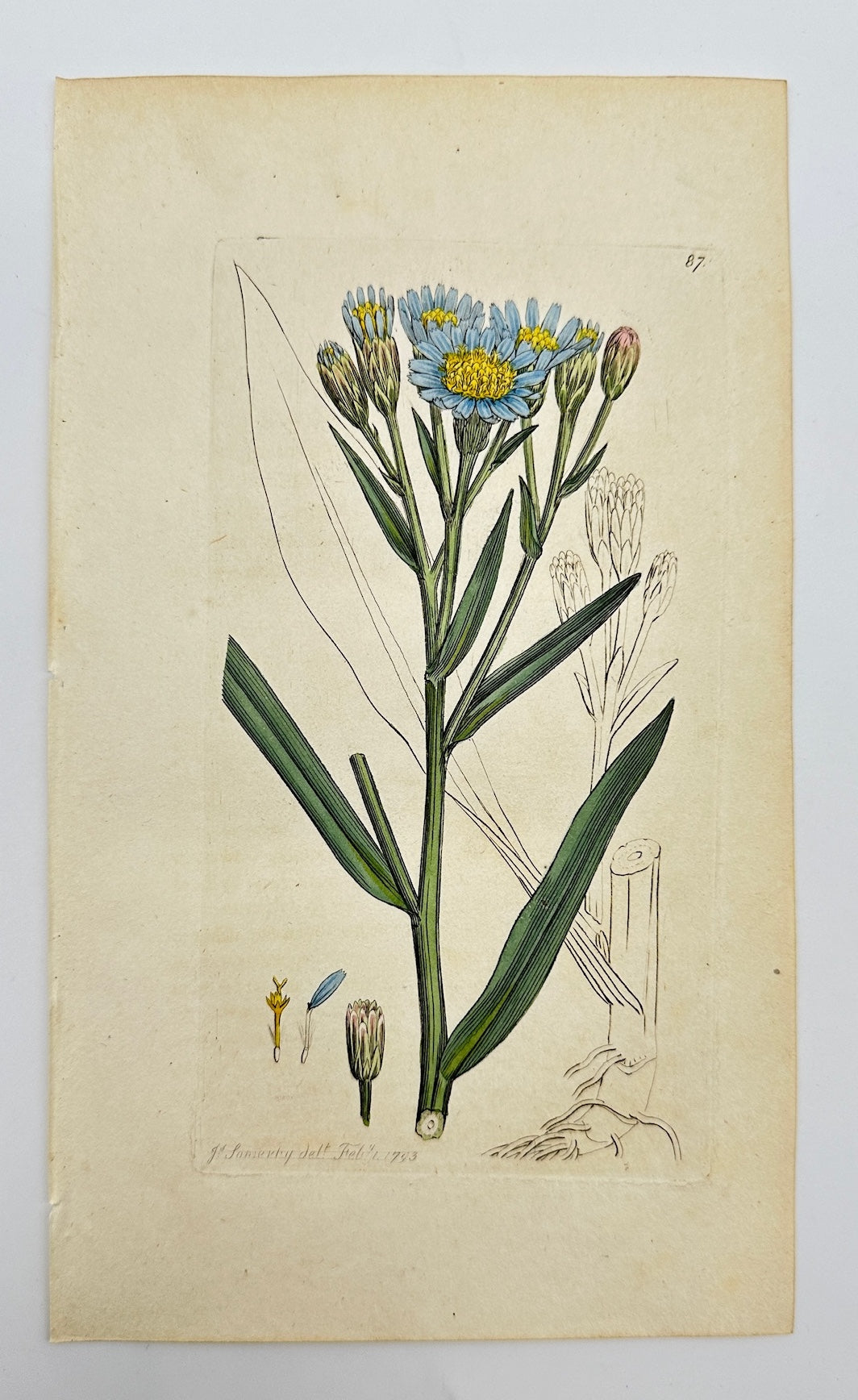 Antique Botanical Print - James Sowerby - Aster Tripolium - Sea Aster - F1
