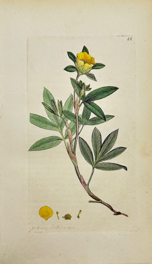 Antique Print - James Sowerby - Potentilla Fruticosa - Shrubby Cinquefoil - F1