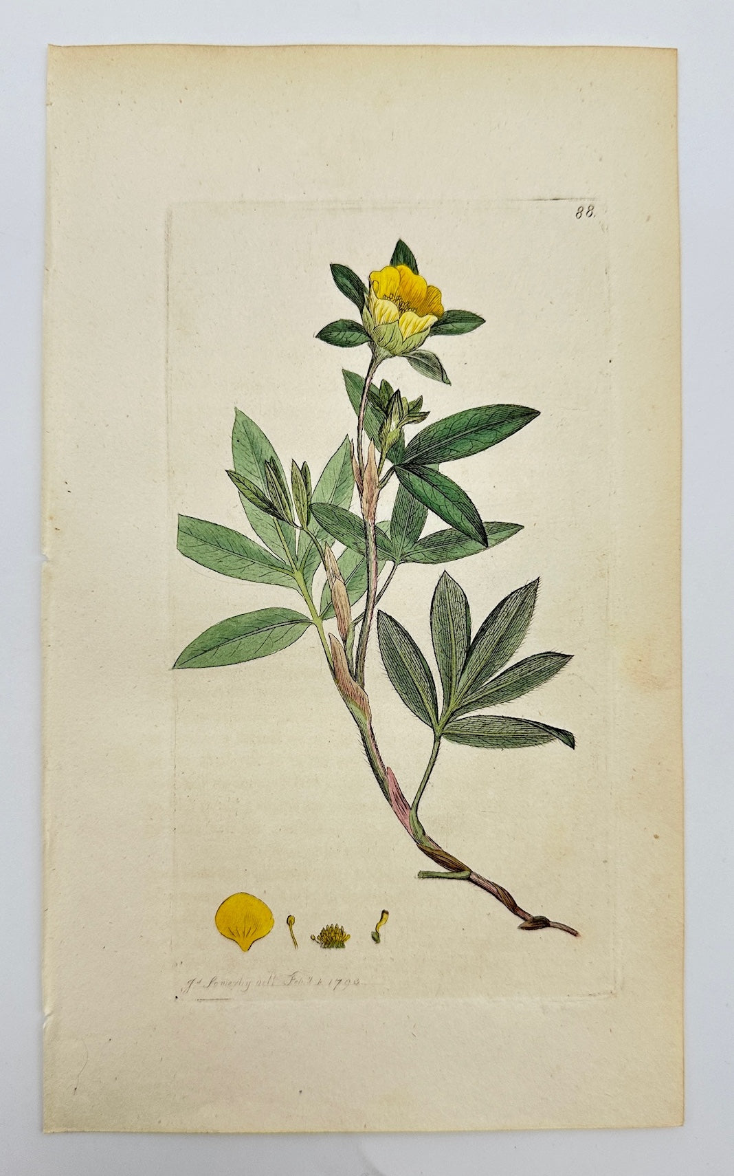Antique Print - James Sowerby - Potentilla Fruticosa - Shrubby Cinquefoil - F1