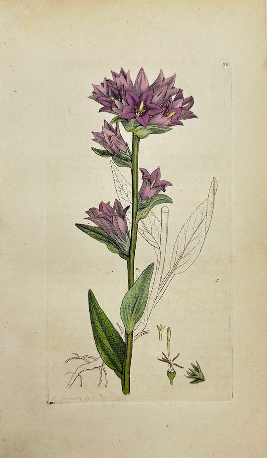 Antique Print - James Sowerby - Campanula Glomerata - Clustered Bellflower - F1
