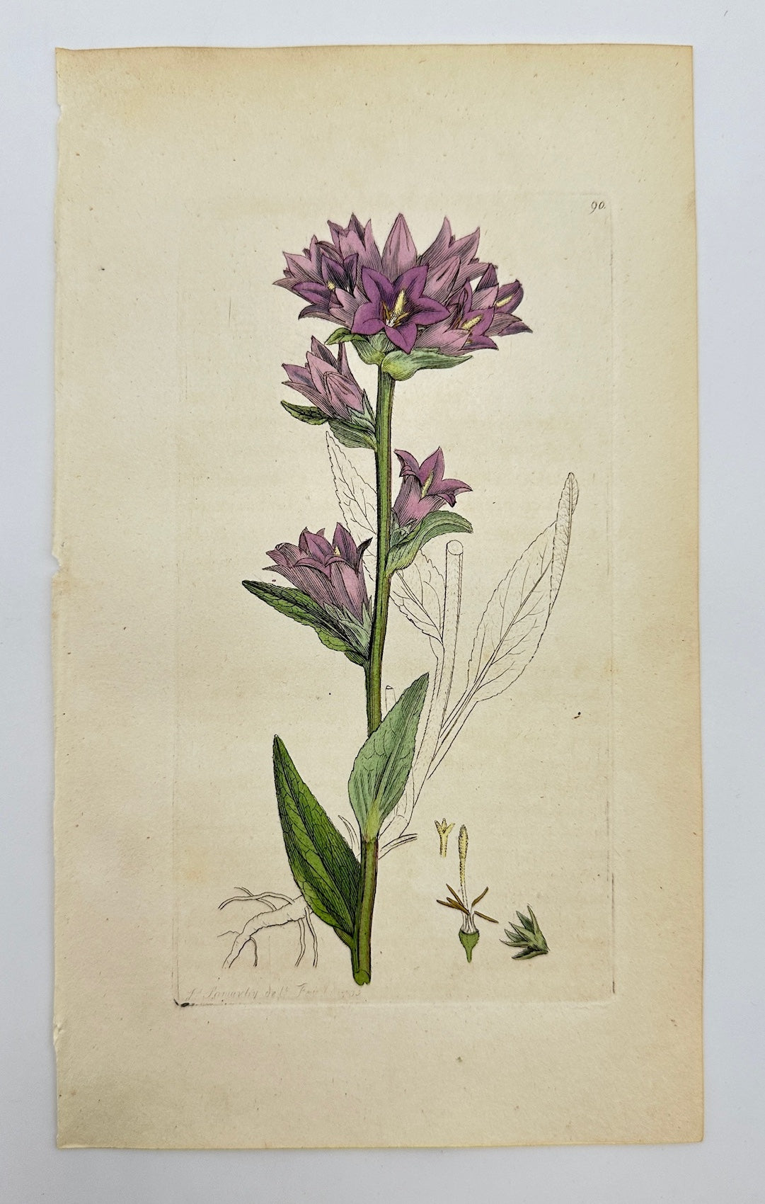 Antique Print - James Sowerby - Campanula Glomerata - Clustered Bellflower - F1