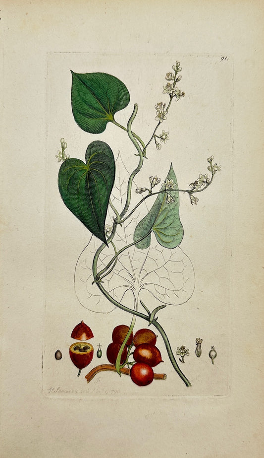 Antique Botanical Print - James Sowerby - Tamus Communis - Black Bryony - F1