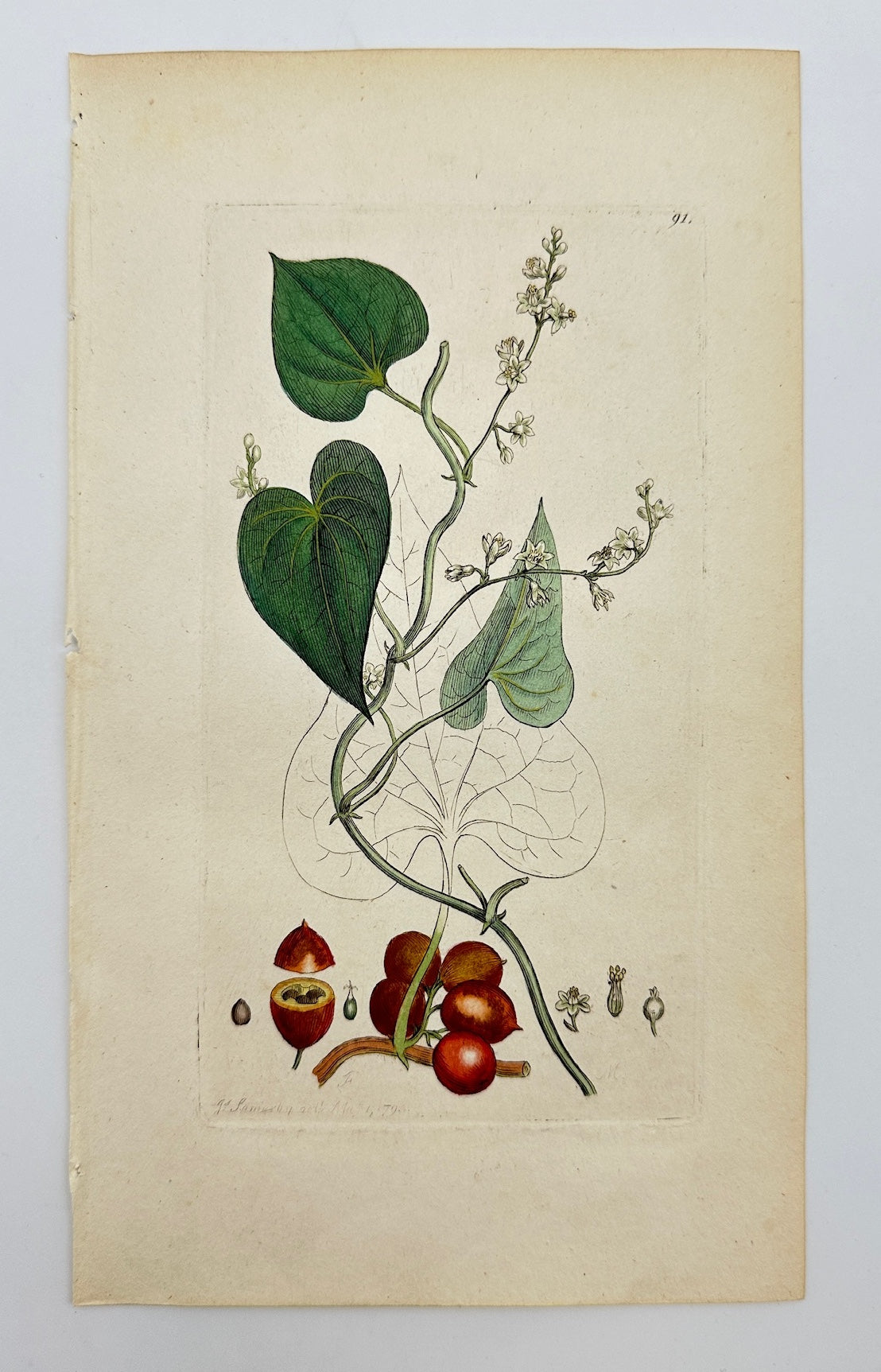 Antique Botanical Print - James Sowerby - Tamus Communis - Black Bryony - F1