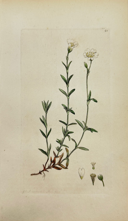 Antique Print - James Sowerby - Cerastium Arvense - Field Chickweed - F1