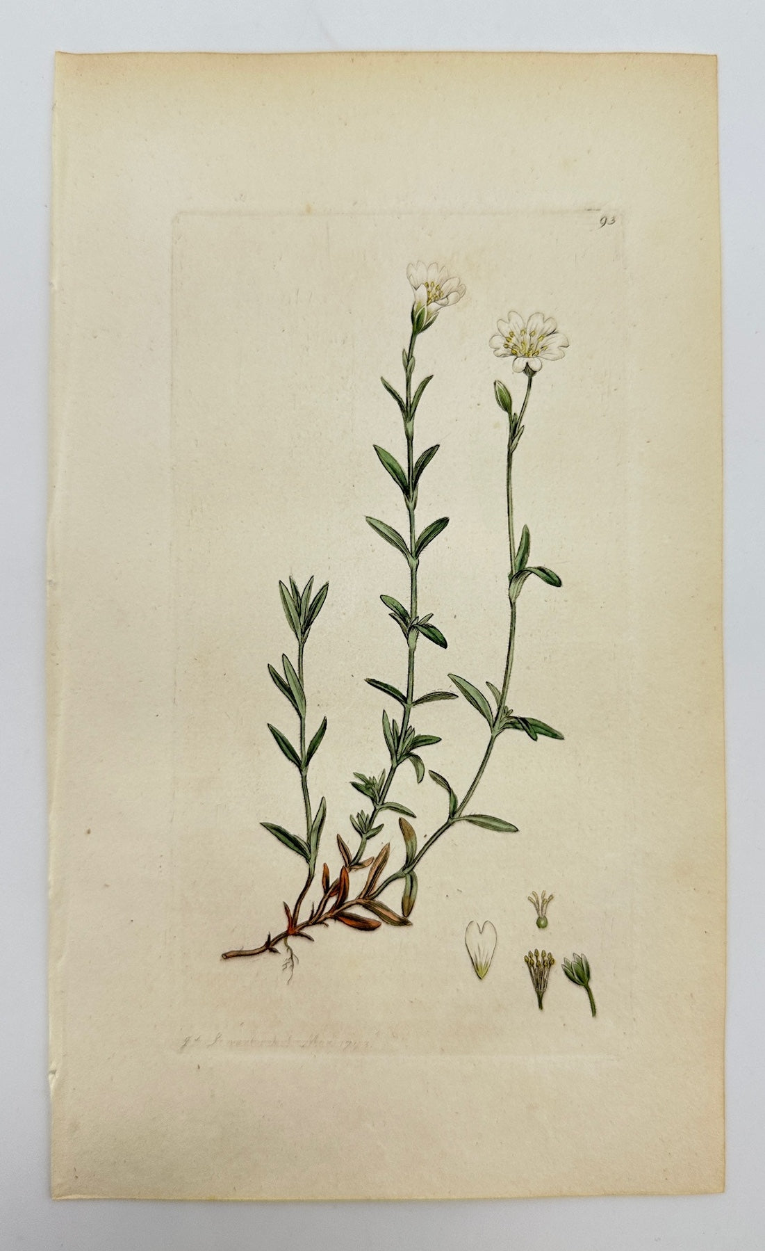 Antique Print - James Sowerby - Cerastium Arvense - Field Chickweed - F1