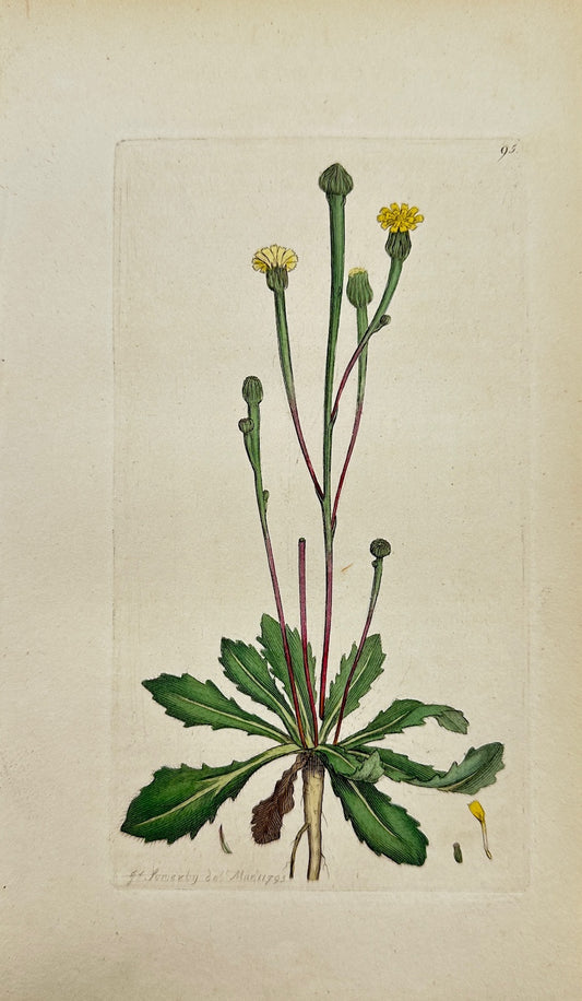 Antique Botanical Print - James Sowerby - Hyoseris Minima - Small Cat's Ear - F1
