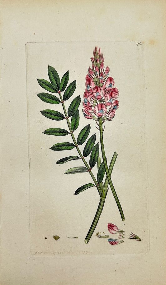 Antique Botanical Print - James Sowerby - Hedysarum Onobrychis - Sainfoin - F1