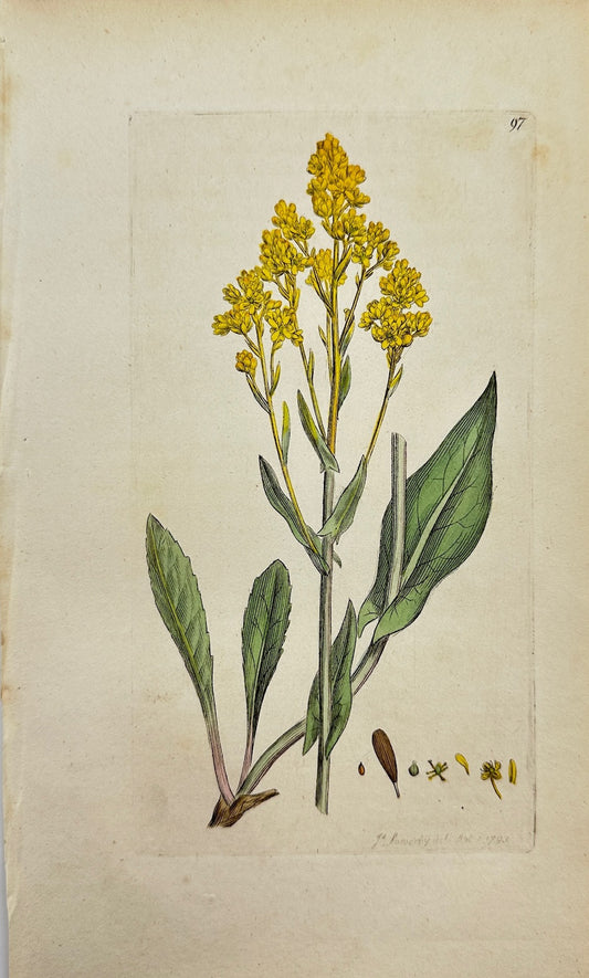 Antique Botanical Print - James Sowerby - Isatis Tinctoria - Woad - F1
