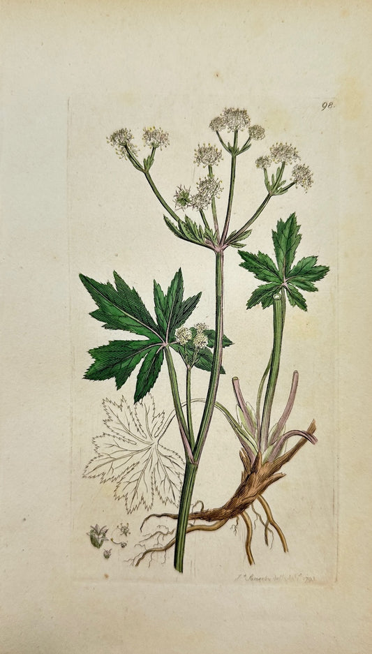Antique Botanical Print - James Sowerby - Sanicula Europaea - Wood Sanicle - F1