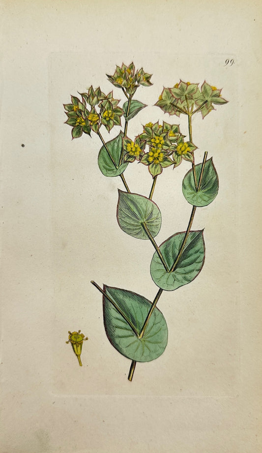 Antique Botanical Print - Sowerby - Bupleurum Rotundifolium - Hare's Ear -  F1