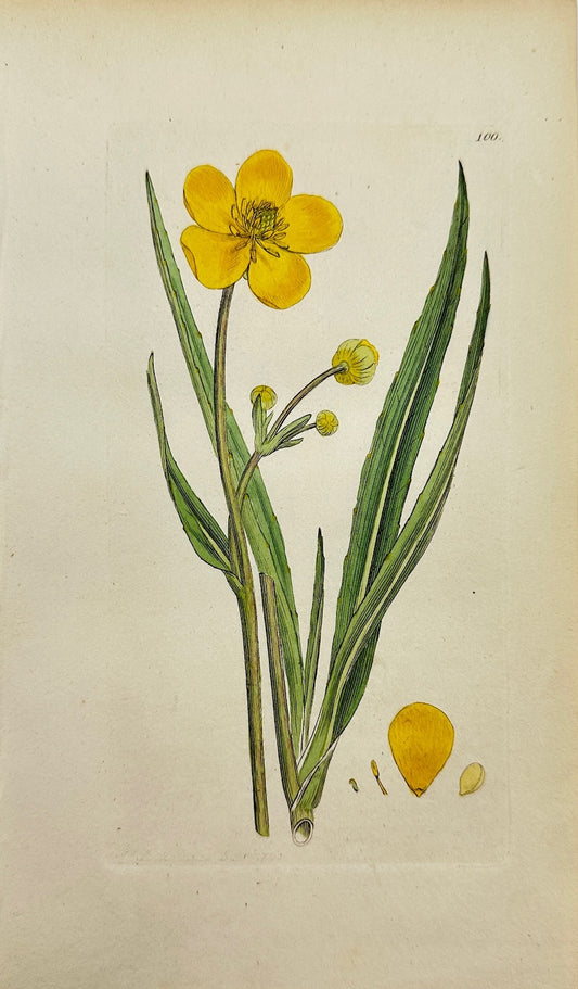 Antique Botanical Print - Sowerby - Ranunculus Lingua - Greater Spearwort -  F1