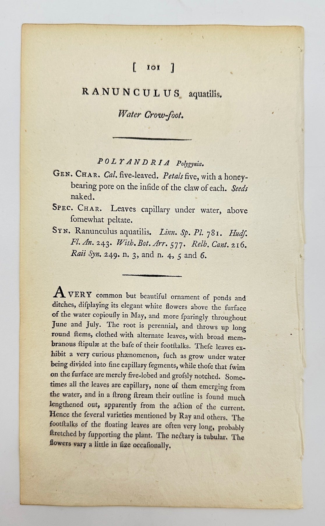 Antique Botanical Print - Sowerby - Ranunculus Aquatilis - Water Crowfoot - F1
