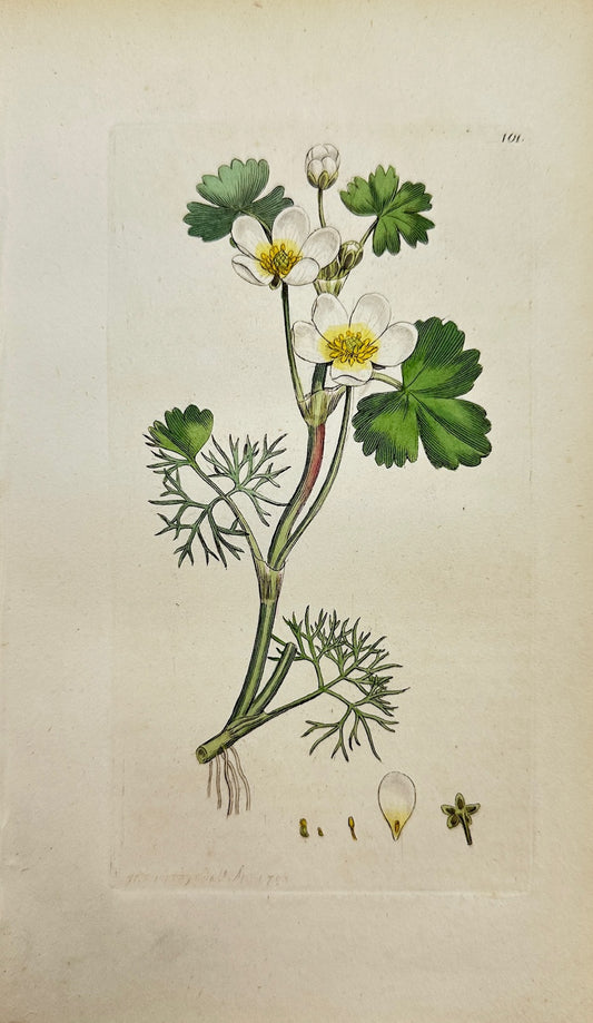 Antique Botanical Print - Sowerby - Ranunculus Aquatilis - Water Crowfoot - F1