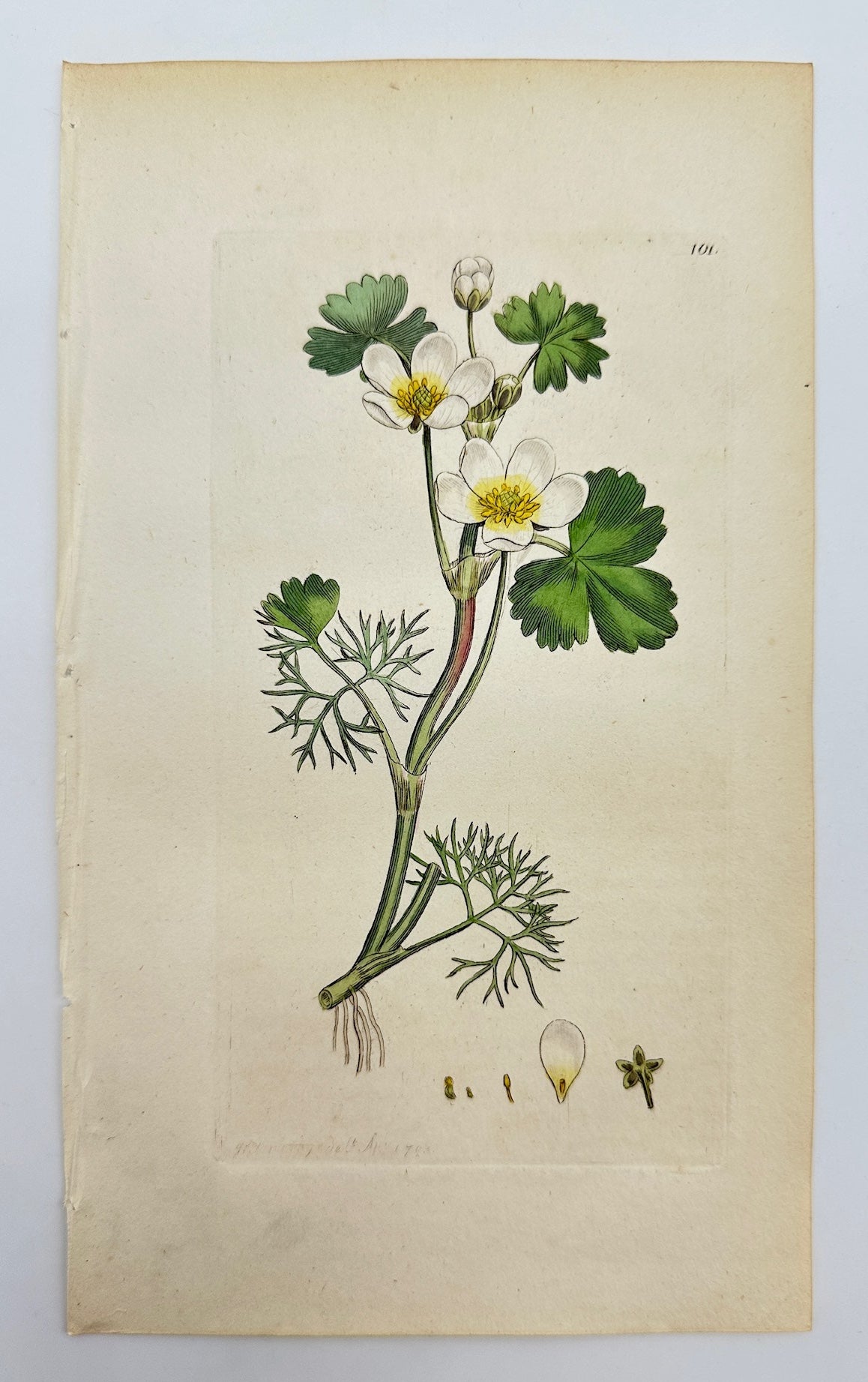 Antique Botanical Print - Sowerby - Ranunculus Aquatilis - Water Crowfoot - F1