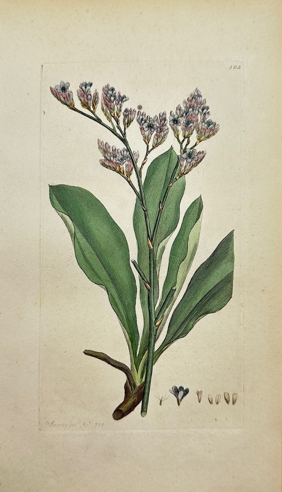 Antique Botanical Print - Sowerby - Statice Limonium - Sea Lavender - F1