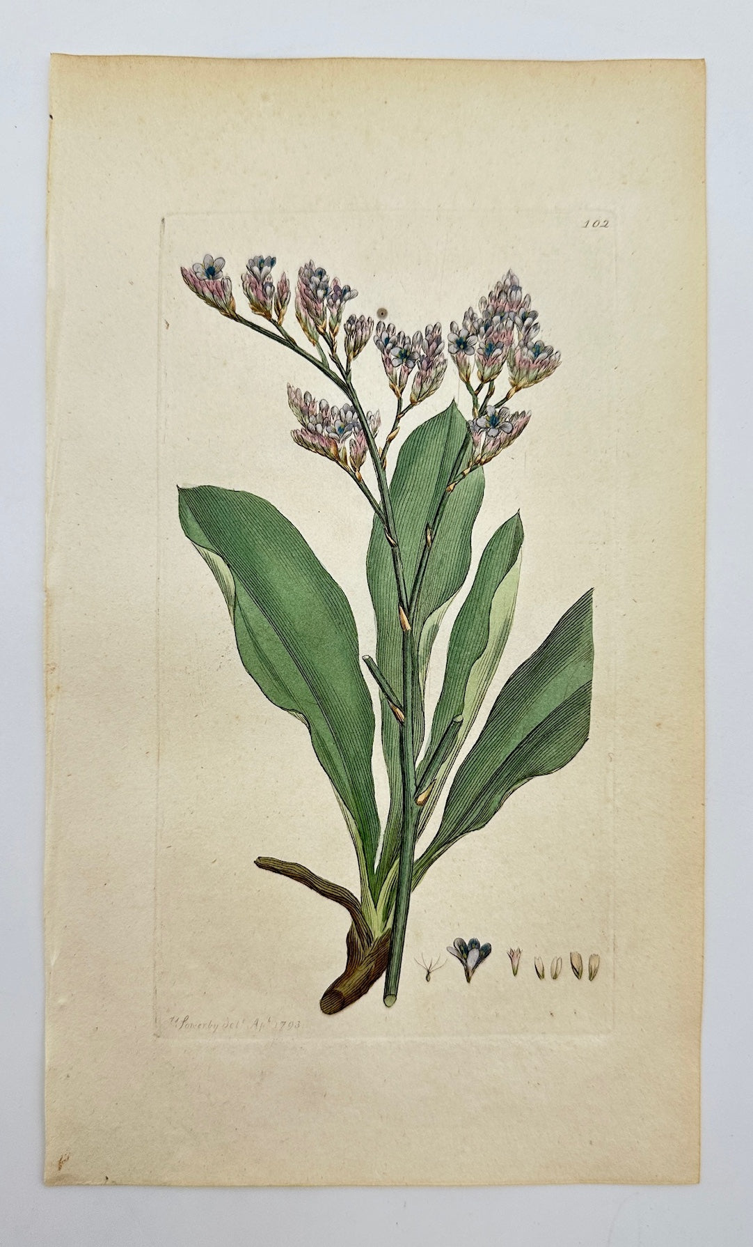 Antique Botanical Print - Sowerby - Statice Limonium - Sea Lavender - F1