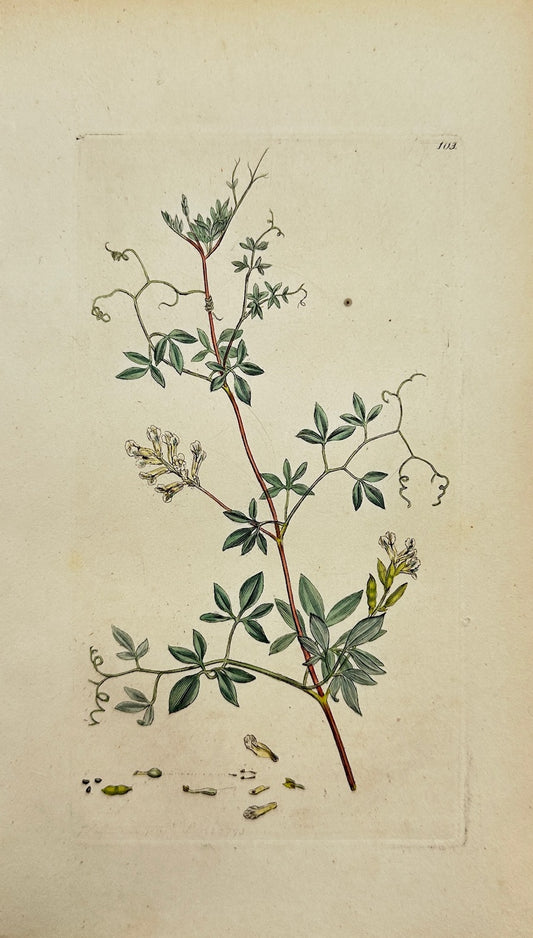 Antique Print - Sowerby - Fumaria Claviculata - Climbing Fumitory - F1