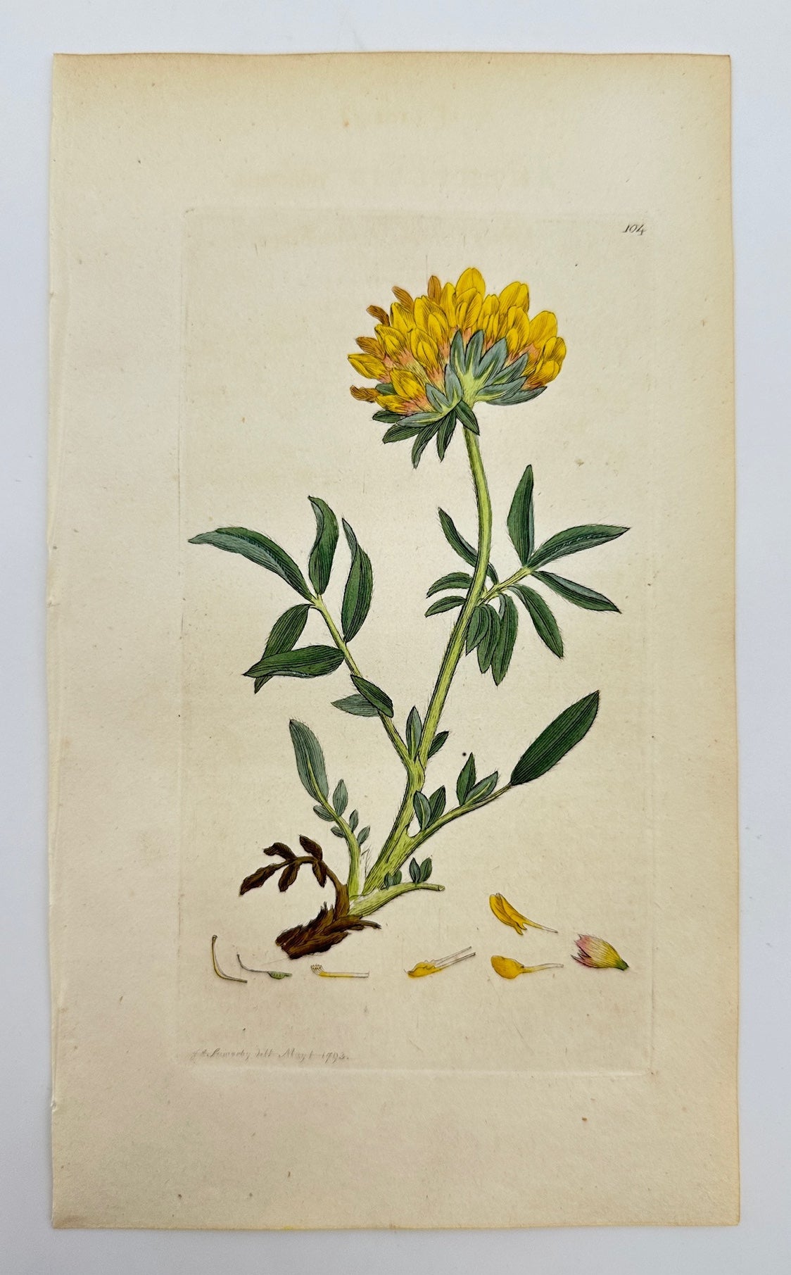 Antique Print - James Sowerby -  Anthyllis Vulneraria - Kidney Vetch - F1