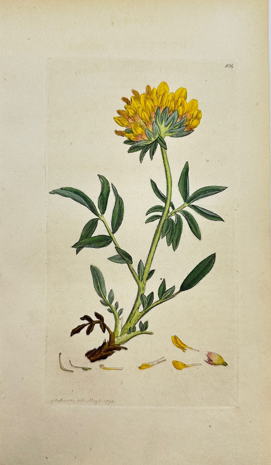 Antique Print - James Sowerby -  Anthyllis Vulneraria - Kidney Vetch - F1