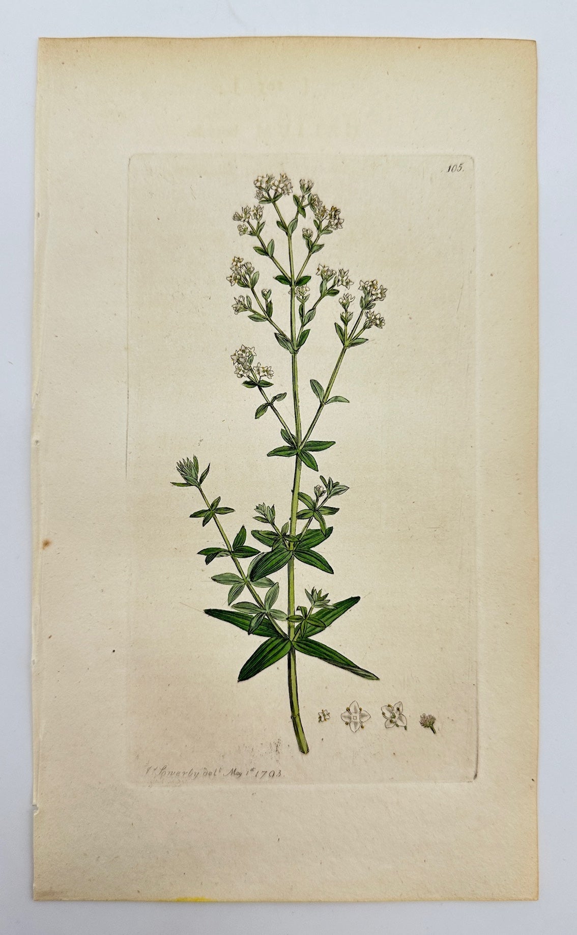 Antique Print - James Sowerby - Galium Boreale - Northern Bedstraw - F1