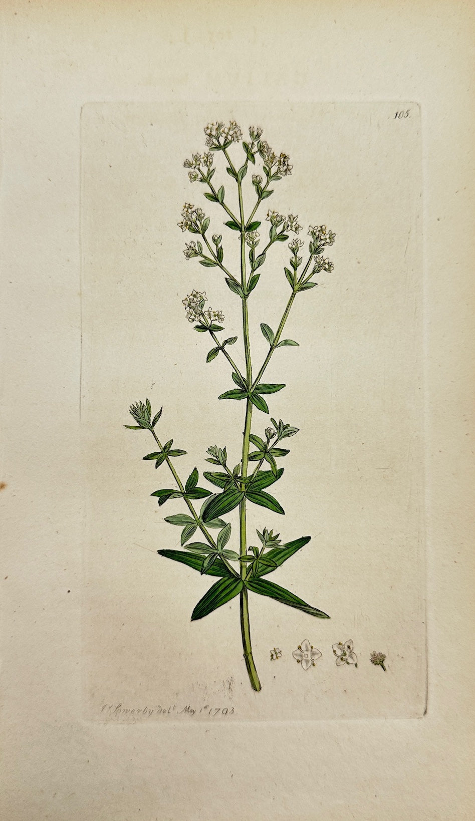 Antique Print - James Sowerby - Galium Boreale - Northern Bedstraw - F1