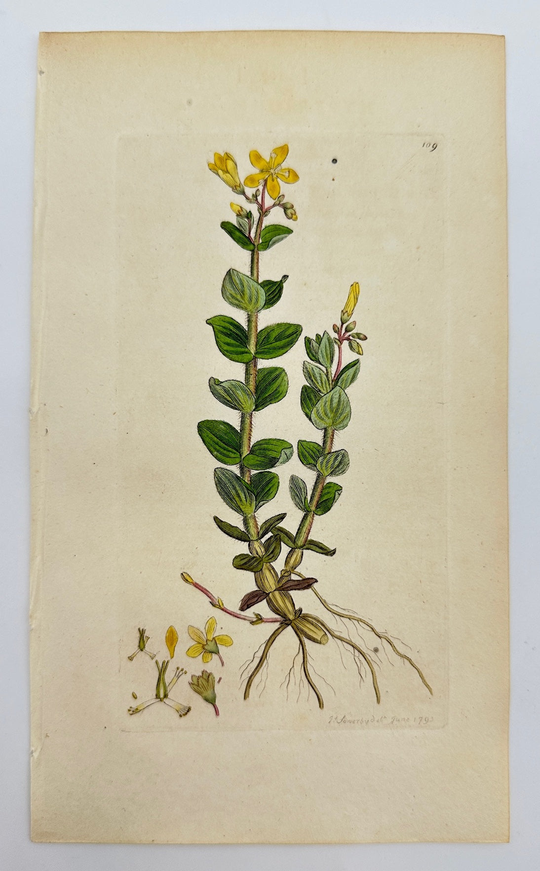 Antique Print - James Sowerby - Hypericum Elodes - Marsh St. John's Wort - F1