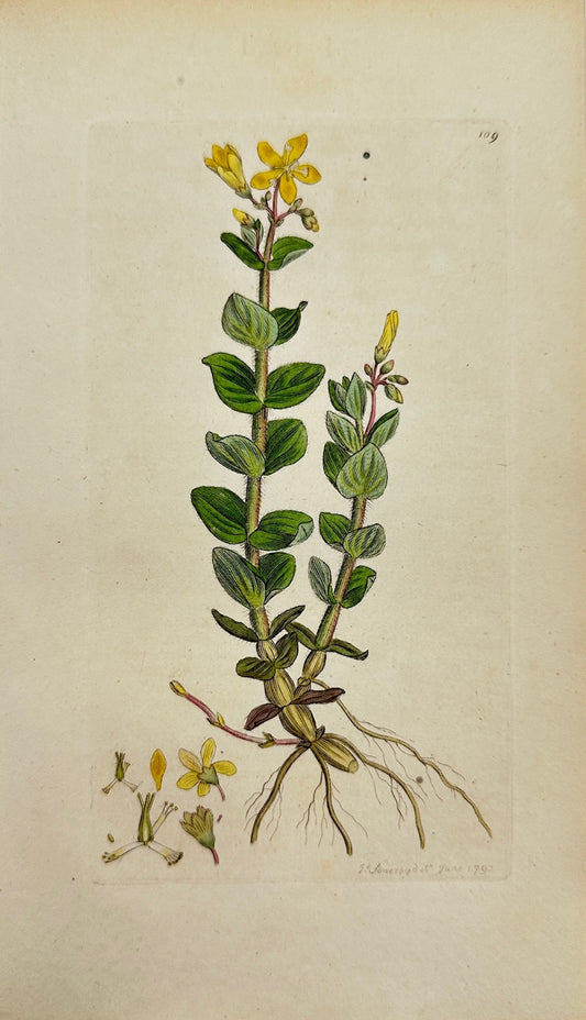 Antique Print - James Sowerby - Hypericum Elodes - Marsh St. John's Wort - F1