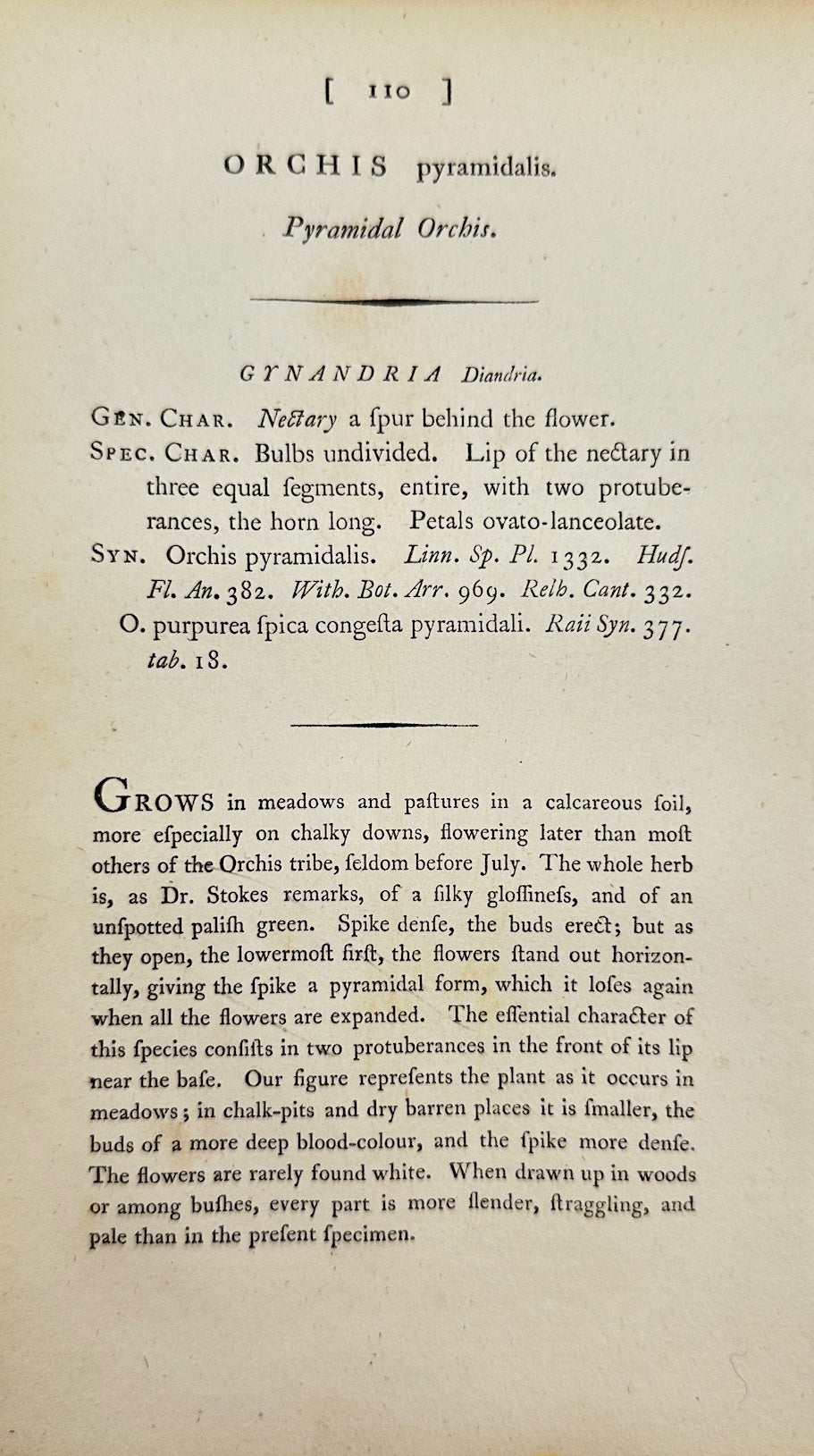 Antique Print - James Sowerby - Orchis Pyramidalis - Pyramidal Orchid - F1