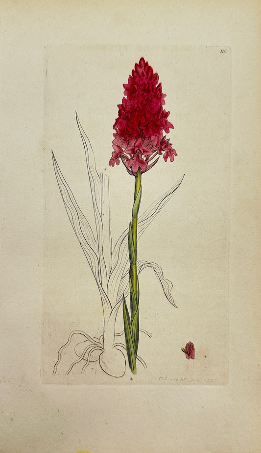 Antique Print - James Sowerby - Orchis Pyramidalis - Pyramidal Orchid - F1