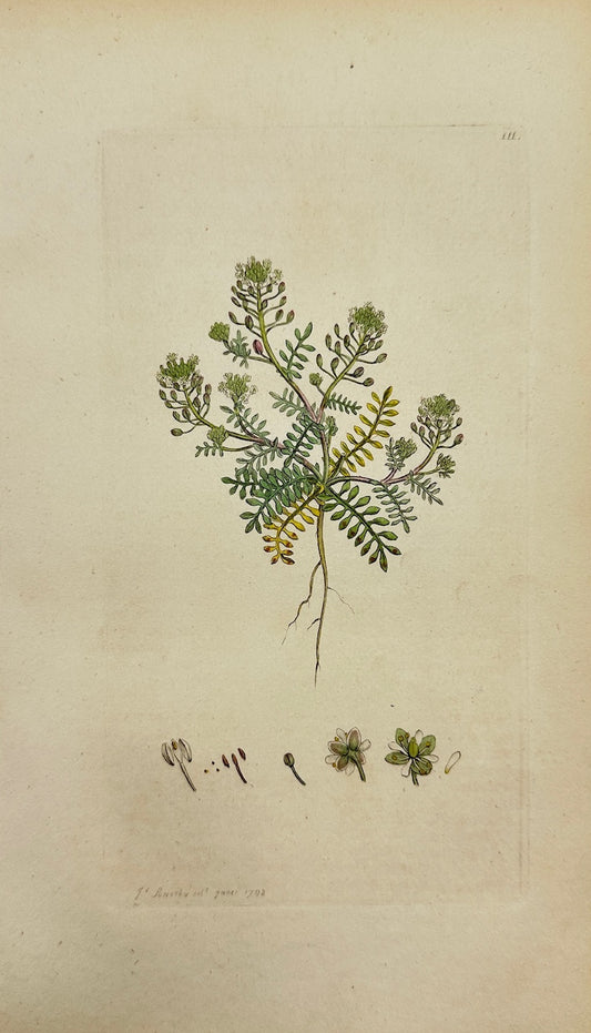 Antique Botanical Print - James Sowerby - Lepidium Petraeum - Stonecress - F1