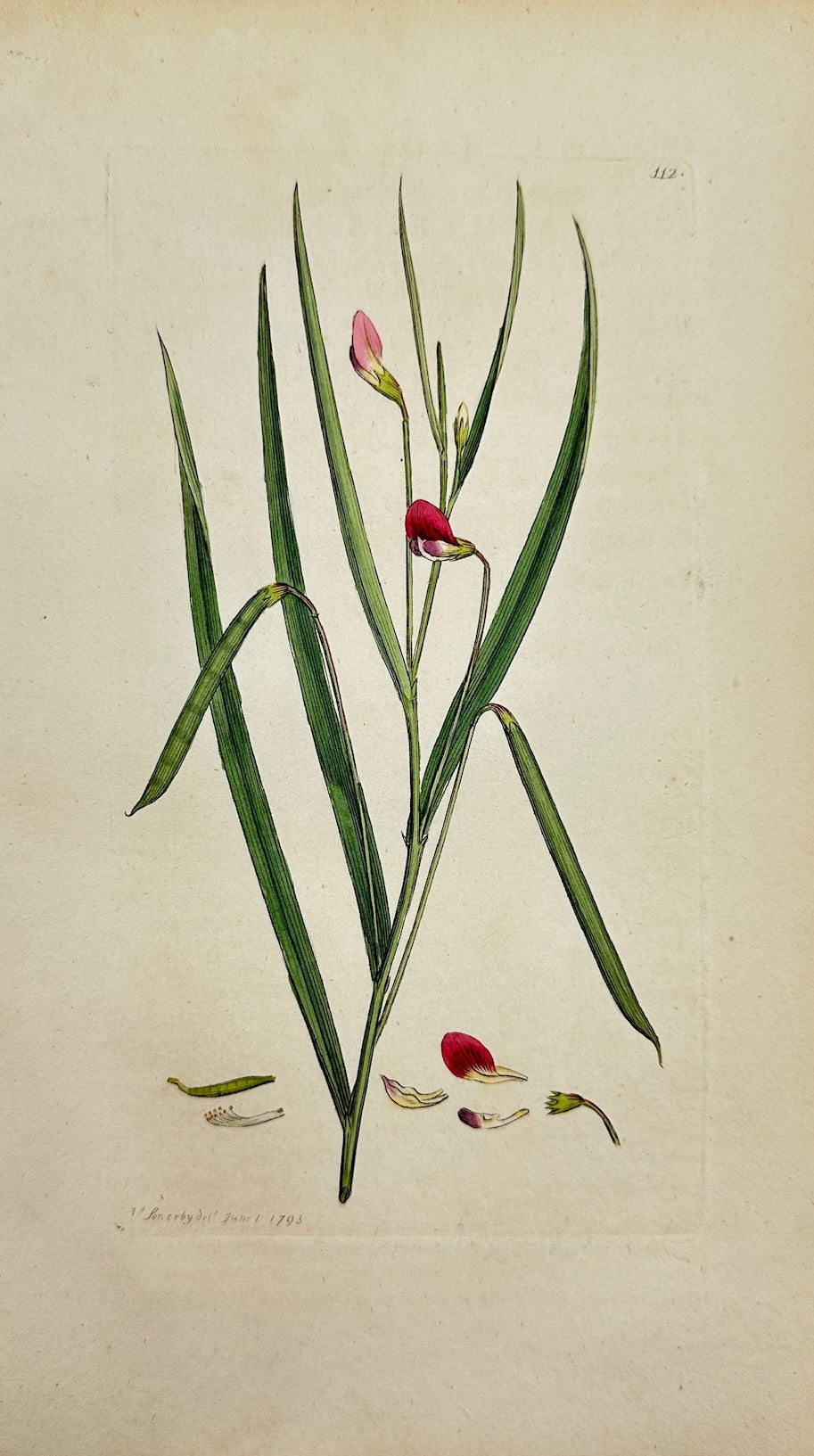 Antique Print - James Sowerby - Lathyrus Nissolia - Grass Vetchling - F1