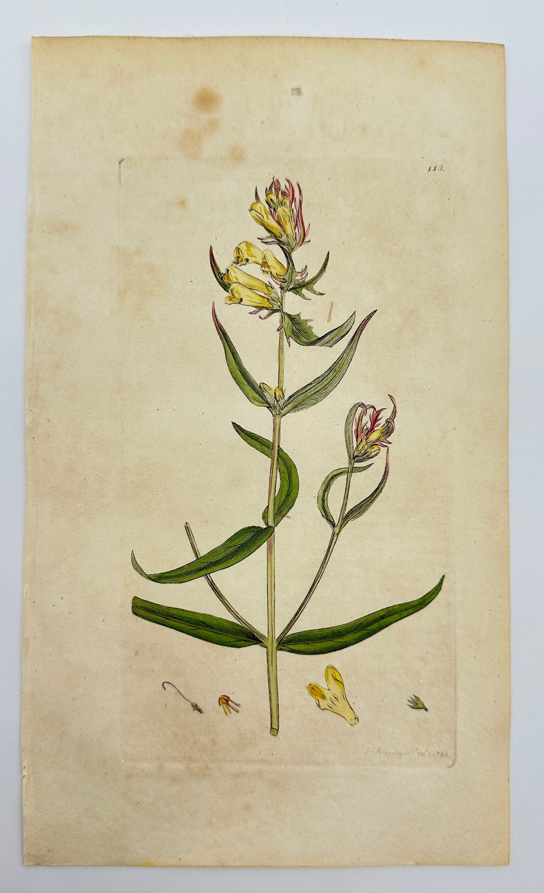 Antique Print - James Sowerby - Melampyrum Pratense - Common Cow-wheat - F1