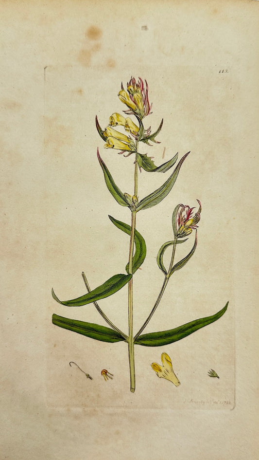 Antique Print - James Sowerby - Melampyrum Pratense - Common Cow-wheat - F1