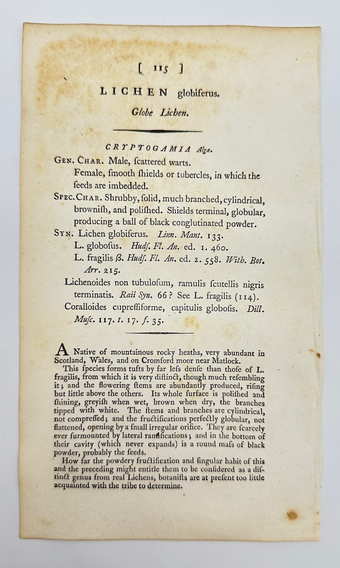 Antique Botanical Print - James Sowerby - Lichen Globiferus - Globe Lichen - F1