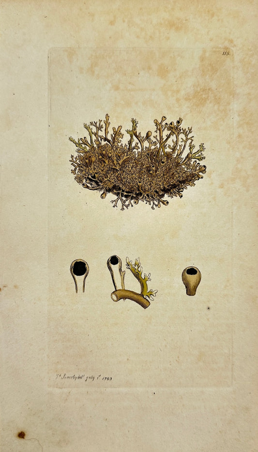 Antique Botanical Print - James Sowerby - Lichen Globiferus - Globe Lichen - F1