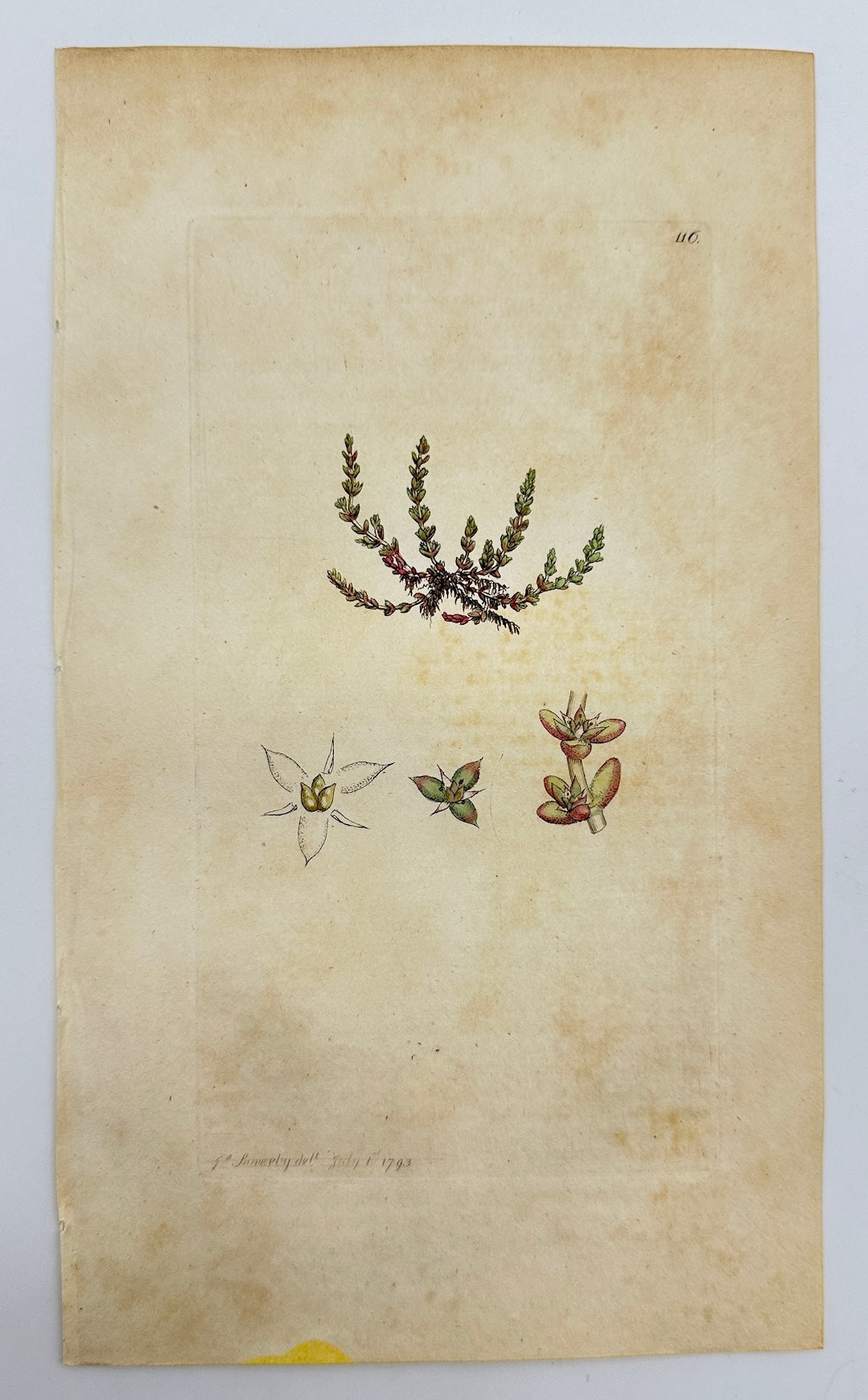 Antique Botanical Print - James Sowerby - Tillaea Muscosa - Remove Capsicum - F1