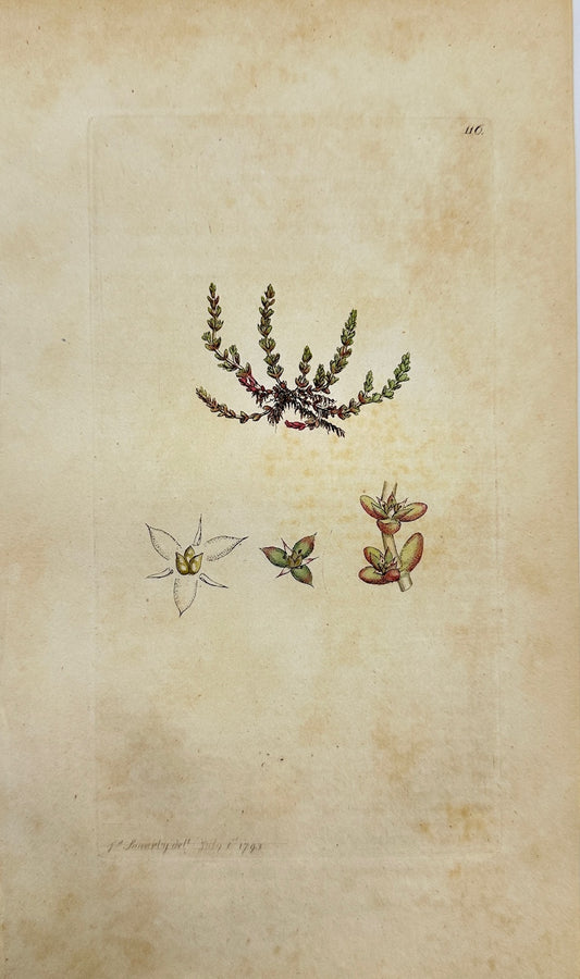 Antique Botanical Print - James Sowerby - Tillaea Muscosa - Remove Capsicum - F1