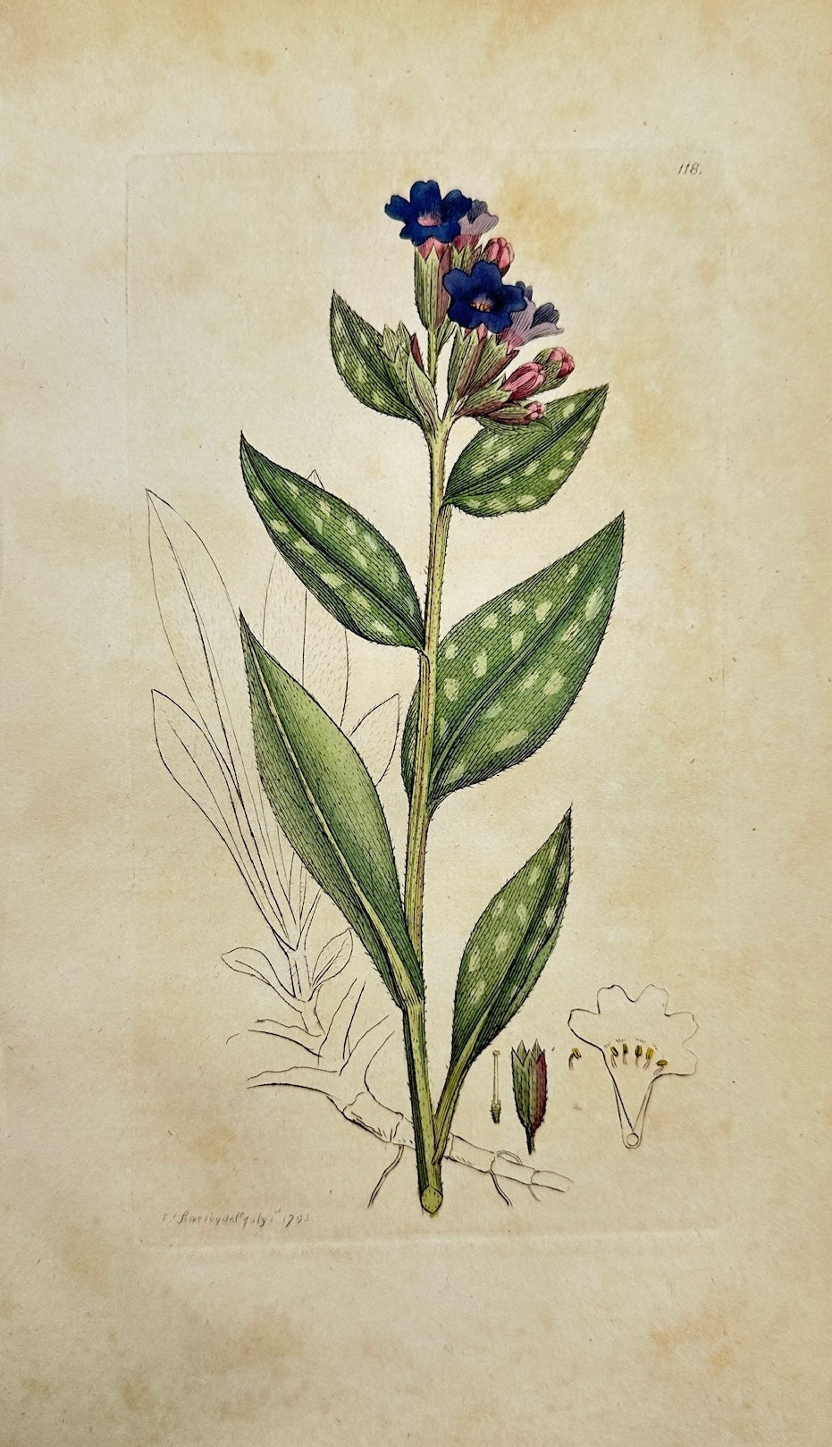Antique Botanical Print - James Sowerby - Pulmonaria Officinalis - Lungwort - F1