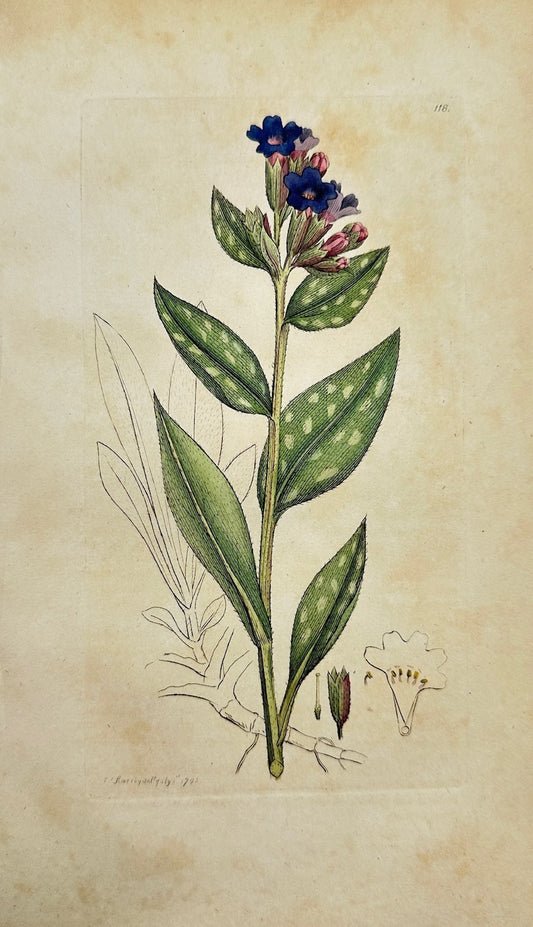 Antique Botanical Print - James Sowerby - Pulmonaria Officinalis - Lungwort - F1