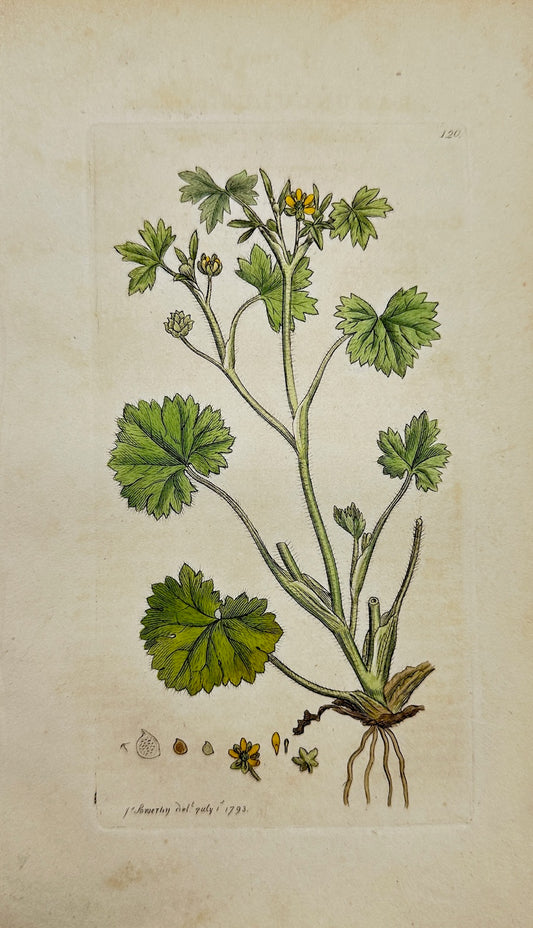 Antique Print - Sowerby - Ranunculus Parviflorus - Small-flowered Buttercup - F1