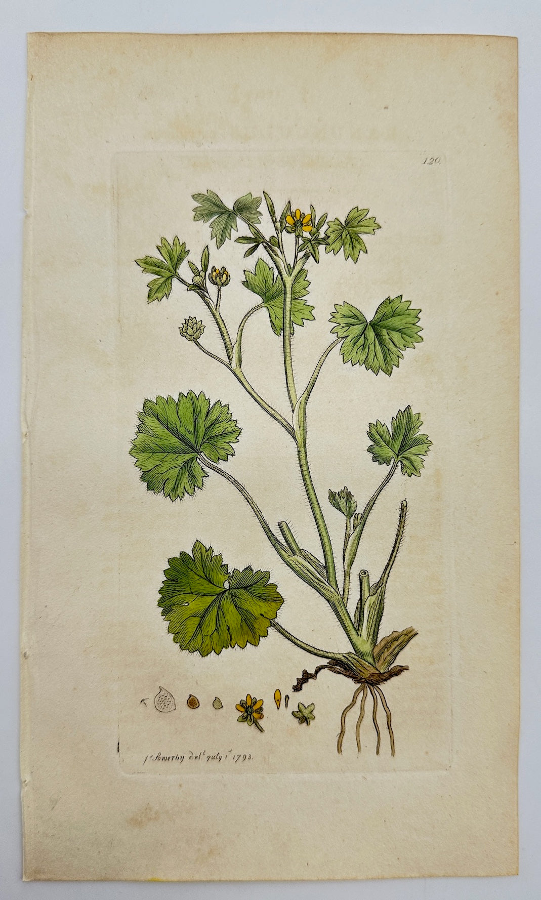 Antique Print - Sowerby - Ranunculus Parviflorus - Small-flowered Buttercup - F1