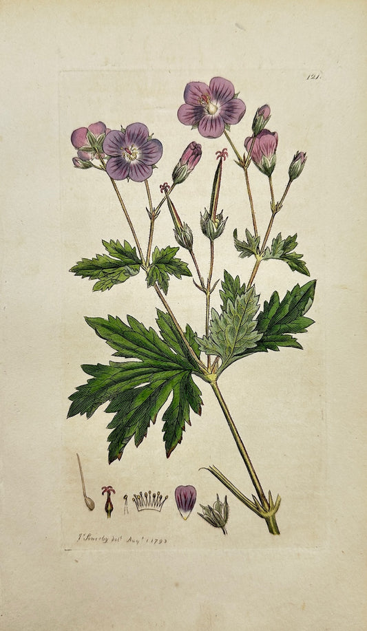 Antique Print - James Sowerby - Geranium Sylvaticum - Wood Cranesbill - F1