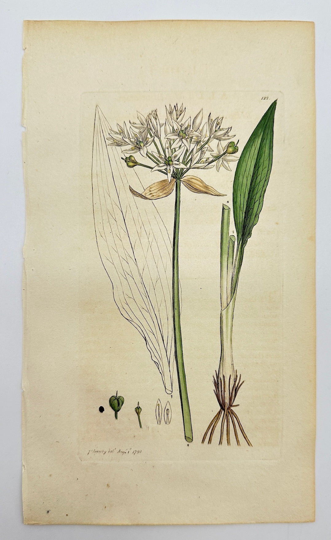 Antique Botanical Print - James Sowerby - Allium Ursinum - Wild Garlic - F1