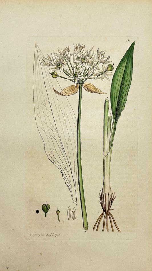 Antique Botanical Print - James Sowerby - Allium Ursinum - Wild Garlic - F1