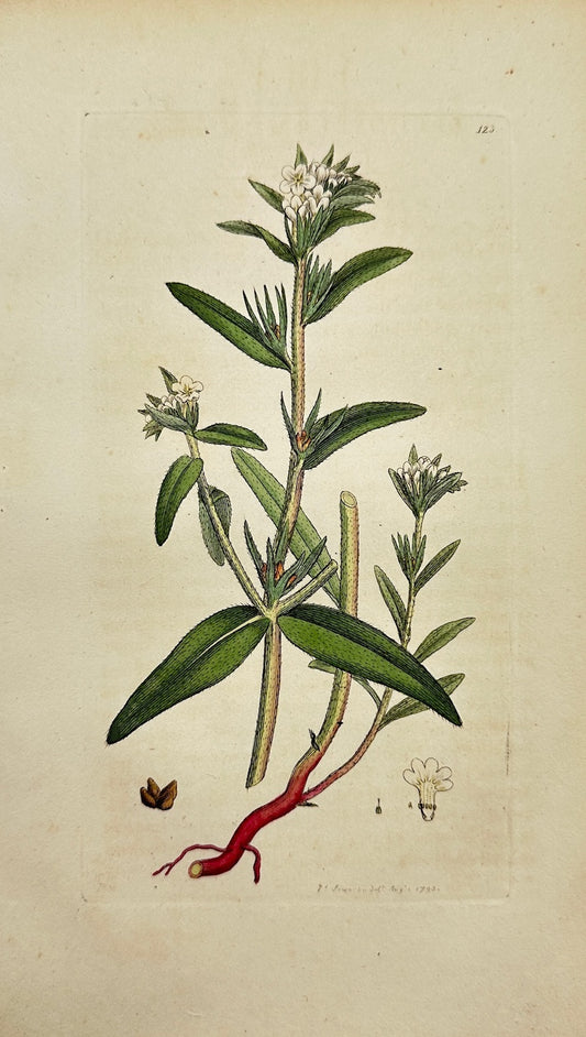 Antique Print - James Sowerby - Lithospermum Arvense - Field Gromwell - F1