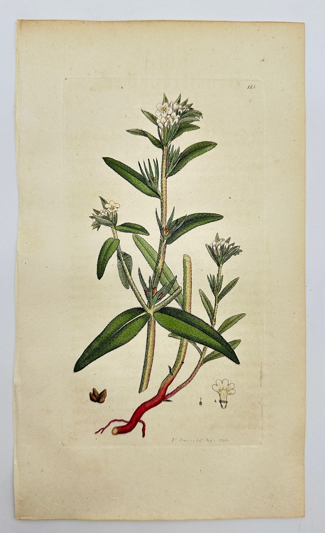 Antique Print - James Sowerby - Lithospermum Arvense - Field Gromwell - F1